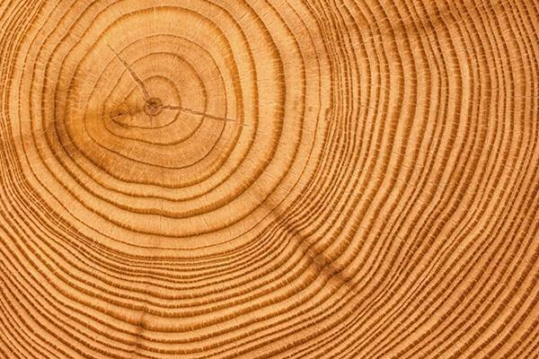 Годичные кольца деревьев записывают историю засухи - ecosever.ru - Колумбия - Нью-Йорк - Монголия