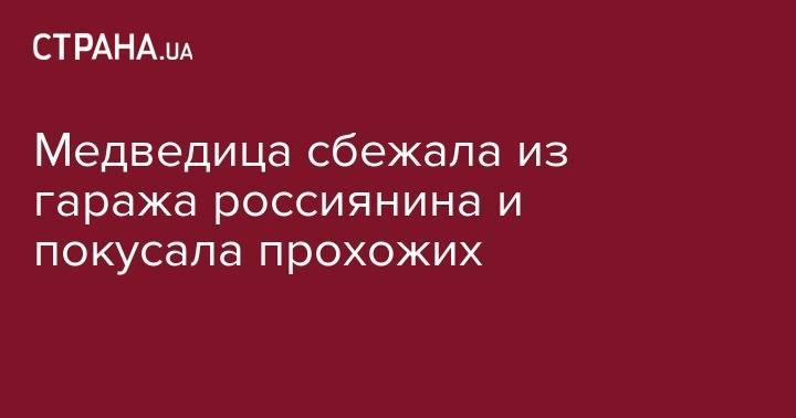 Медведица сбежала из гаража россиянина и покусала прохожих - strana.ua - Россия - Саратовская обл. - Балаково