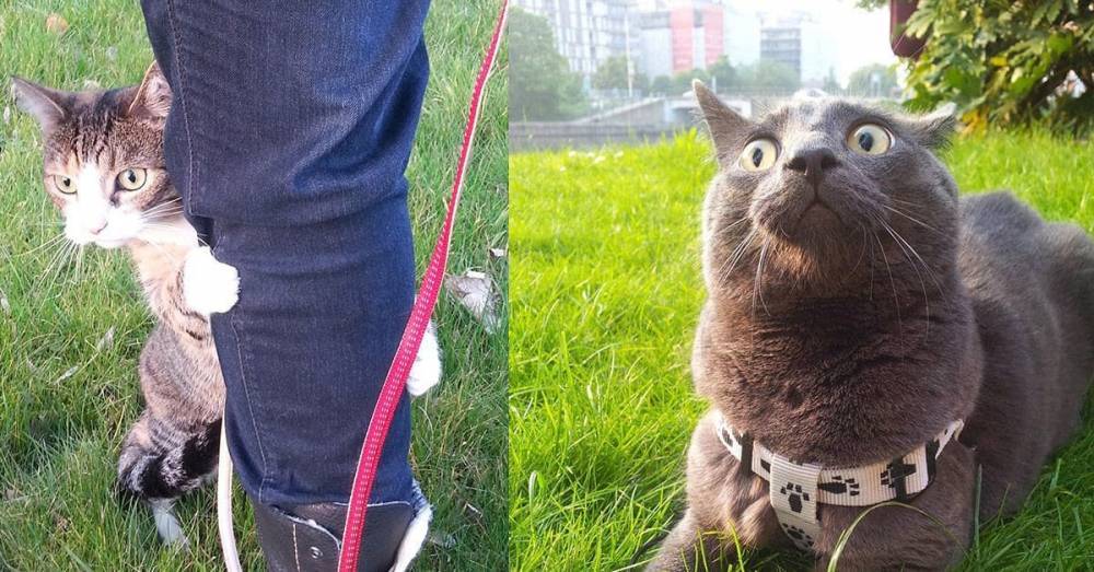 Самые смешные коты, которые впервые вышли на улицу - factsinter.com