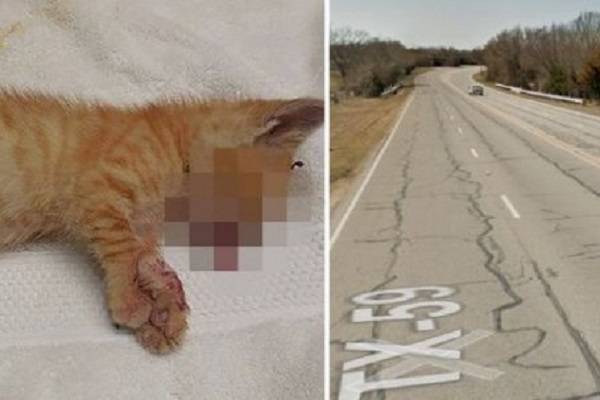 В Техасе двух котят выбросили из окна грузовика на скорости 100 километров в час - glavtema.ru - Техас