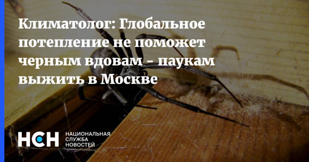 Андрей Киселев - Климатолог: Глобальное потепление не поможет черным вдовам - паукам выжить в Москве - nsn.fm - Москва