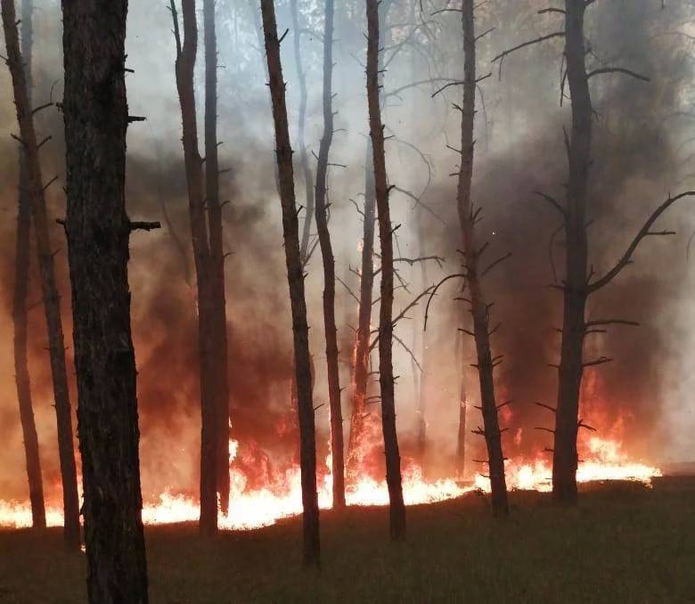 Спасатели сообщили о возгорании леса в Днепропетровской области - ru.slovoidilo.ua - Украина - Днепропетровская обл. - район Павлоградский
