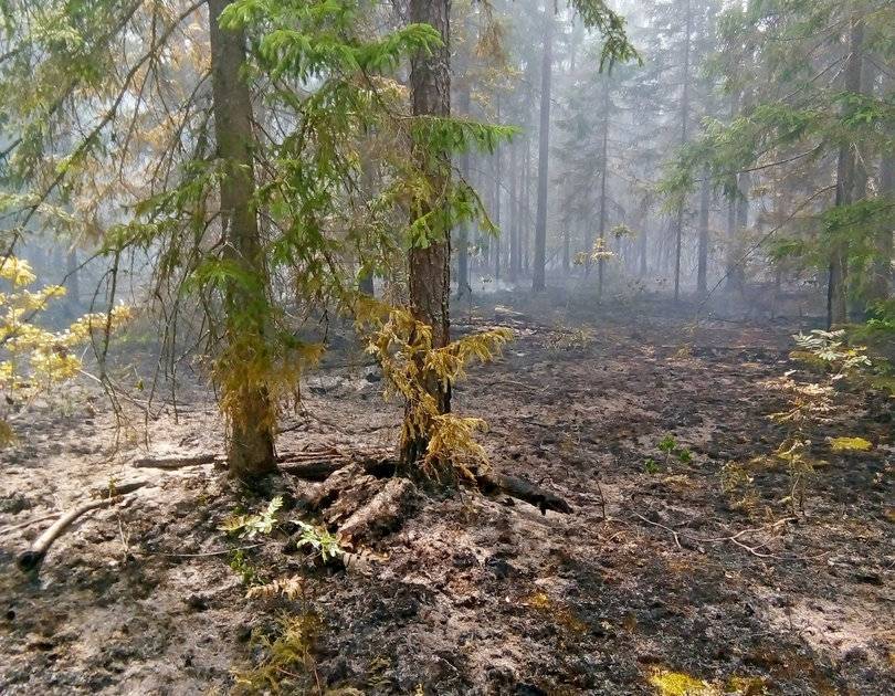 В Рудне на протяжении трёх дней бушевал лесной пожар - readovka.ru - Смоленская обл.