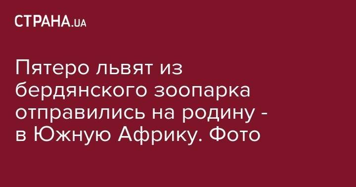 Пятеро львят из бердянского зоопарка отправились на родину - в Южную Африку. Фото - strana.ua - Юар