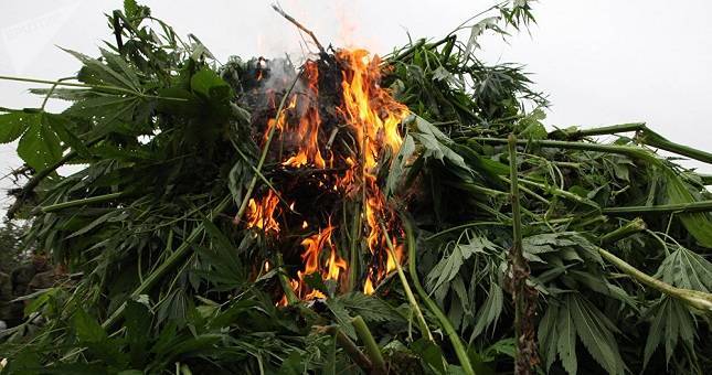 В ГБАО Таджикистана уничтожено около 200 тыс. кустов дикорастущей конопли - dialog.tj - Таджикистан - Горно-Бадахшанская обл.