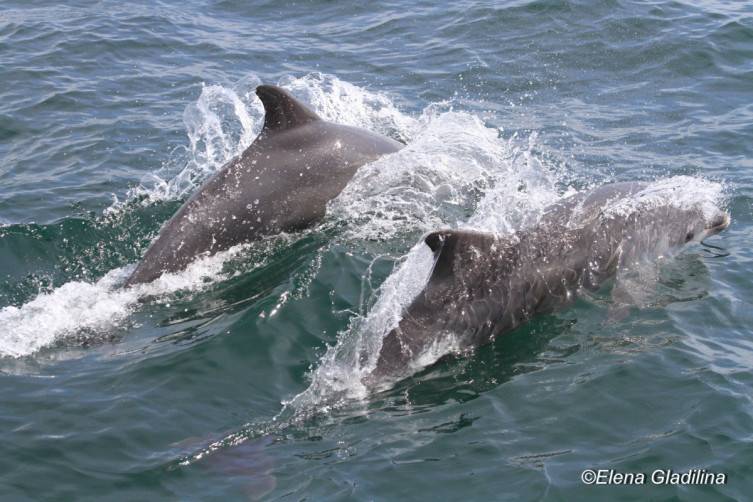 Ученые посчитали количество дельфинов вдоль побережья Черного моря - cursorinfo.co.il - Украина - Одесса - Черное Море