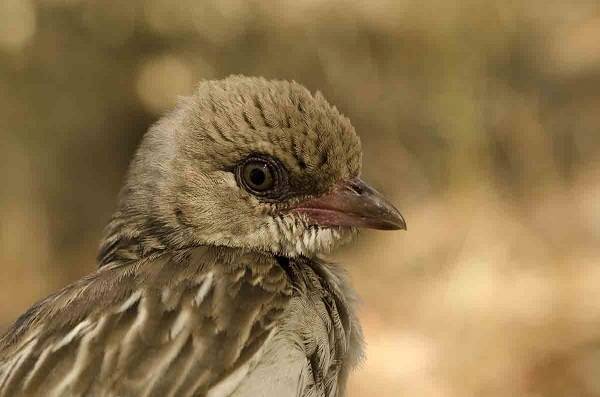 Необычный симбиоз между птицами и человеком - ecosever.ru - Мозамбик