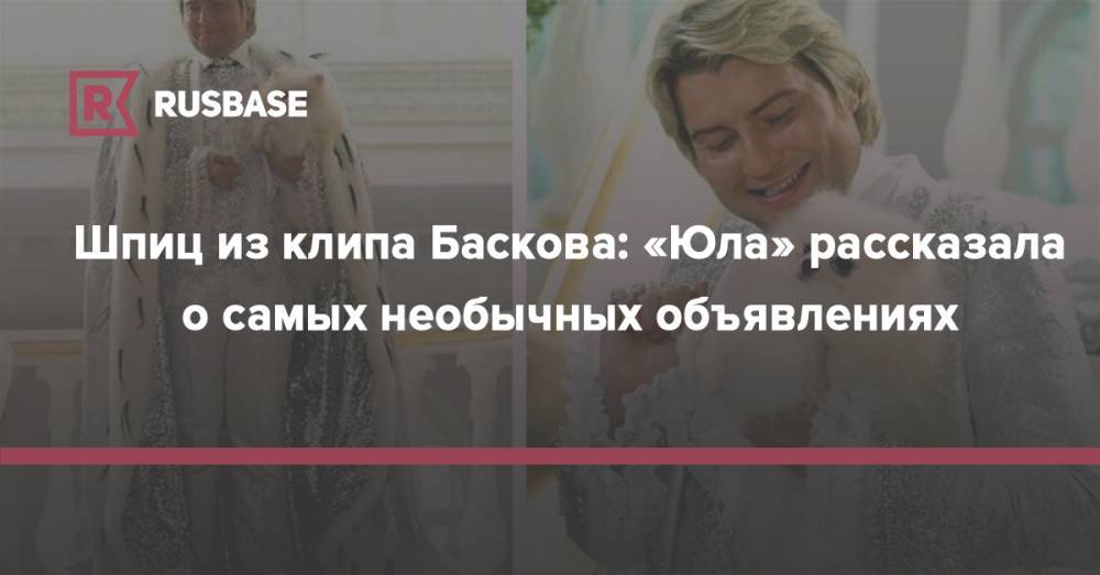 Шпиц из клипа Баскова: «Юла» рассказала о самых необычных объявлениях - rb.ru - Москва - Нижний Новгород
