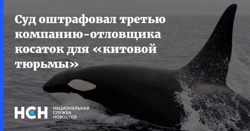 Суд оштрафовал третью компанию-отловщика косаток для «китовой тюрьмы» - nsn.fm - Россия - Владивосток
