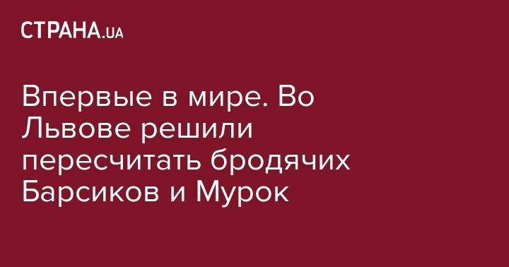 Впервые в мире. Во Львове решили пересчитать бродячих Барсиков и Мурок - strana.ua - Украина - Львов