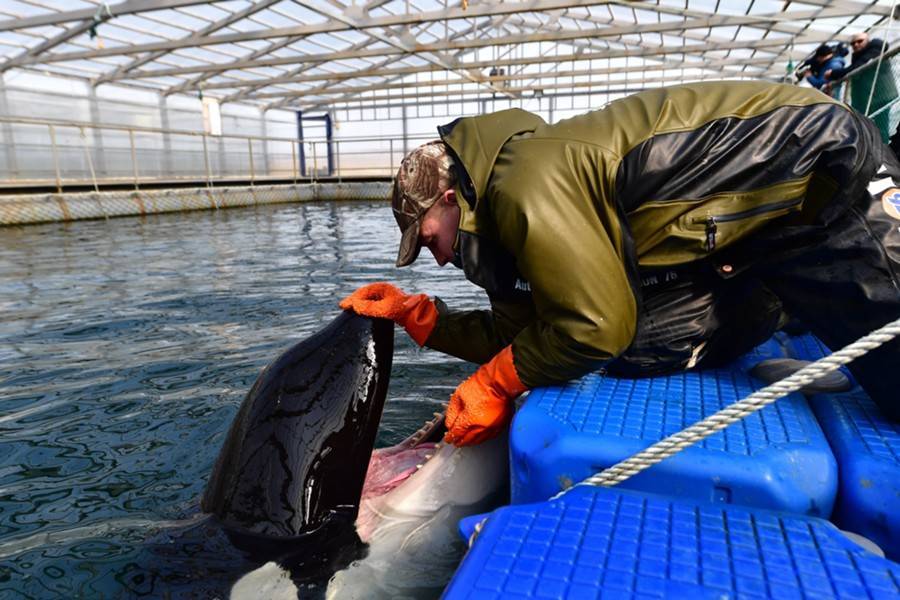 Суд оштрафовал отловщиков косаток на 38 миллионов рублей - m24.ru - Приморье край - Владивосток - Экология