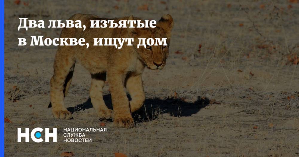 Юрий Куклачев - Два льва, изъятые в Москве, ищут дом - nsn.fm - Москва