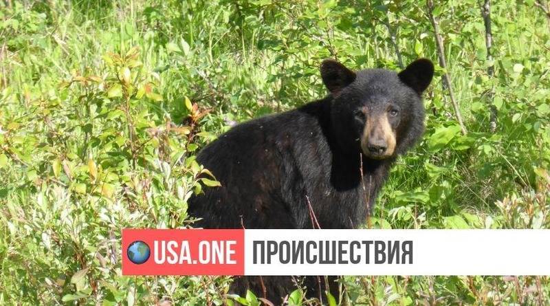 В Орегоне власти убили молодого черного медведя, с которым постоянно делали селфи - usa.one - штат Орегон