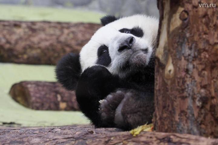Пандам в Московском зоопарке делают массаж и проверяют зубы - vm.ru - Китай