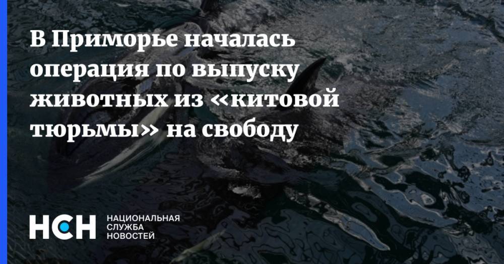 В Приморье началась операция по выпуску животных  из «китовой тюрьмы» на свободу - nsn.fm - Москва - Хабаровский край - Приморье край - Владивосток