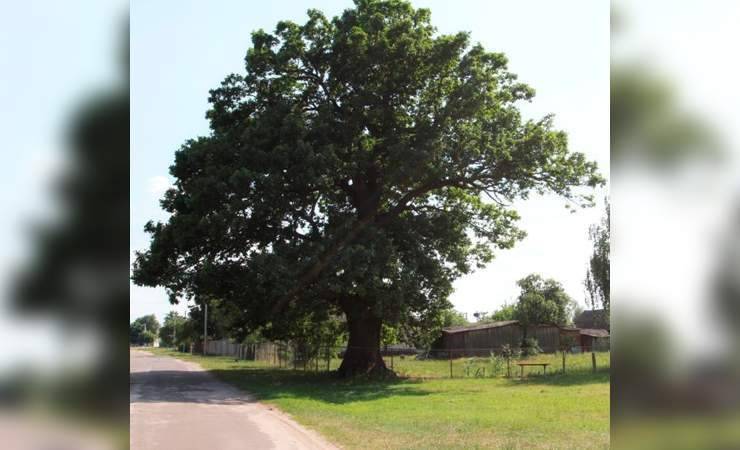 Вековой дуб в Лельчицком районе признали памятником природы - gomel.today - район Лельчицкий