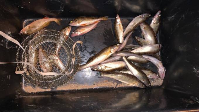 В Финском заливе браконьер наловил рыбы на 114 тысяч рублей - piter.tv - Россия - окр.Сзфо