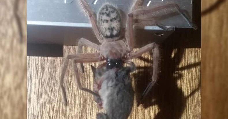 Австралийский паук сожрал целого опоссума: хищная натура - popmech.ru