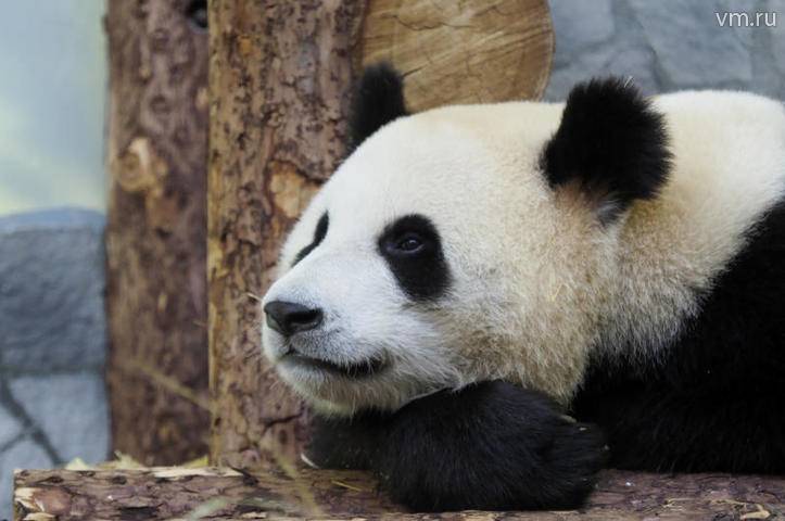 Панды в Московском зоопарке встретятся через несколько лет - vm.ru - Китай