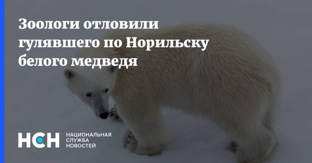 Зоологи отловили гулявшего по Норильску белого медведя - nsn.fm - Норильск