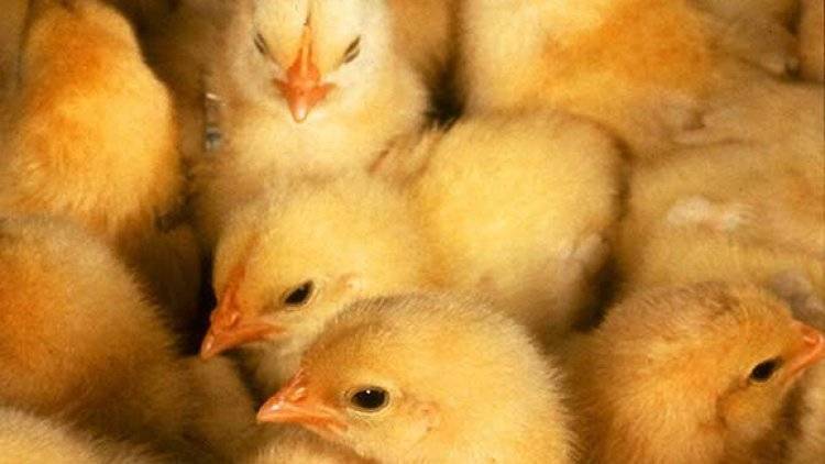 Дамаск бесплатно раздаст сирийским фермерам куриц&nbsp;и корм для них - polit.info - Сирия - Дамаск
