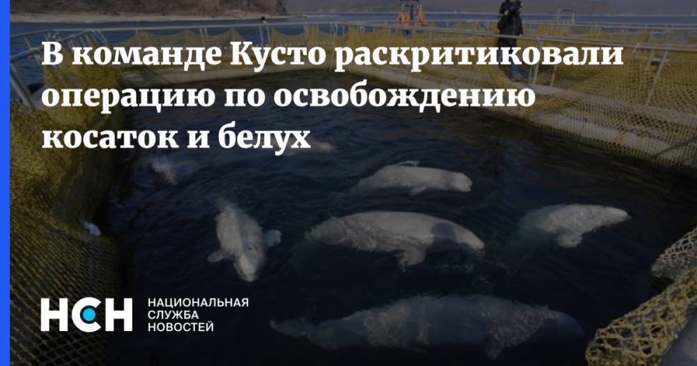 Владимир Путин - В команде Кусто раскритиковали операцию по освобождению косаток и белух - nsn.fm - Хабаровск