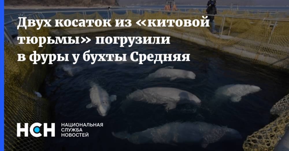 Двух косаток из «китовой тюрьмы» погрузили в фуры у бухты Средняя - nsn.fm - Хабаровский край - Приморье край