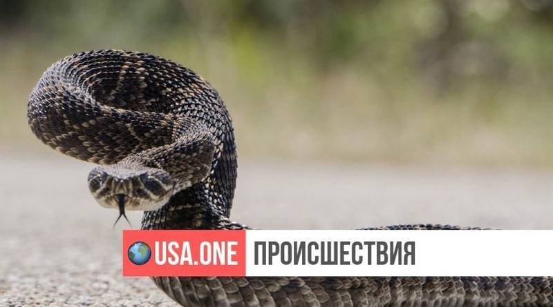 Американка умерла от укуса гремучей змеи после месяца комы: женщине не дали противоядие - usa.one - шт. Джорджия