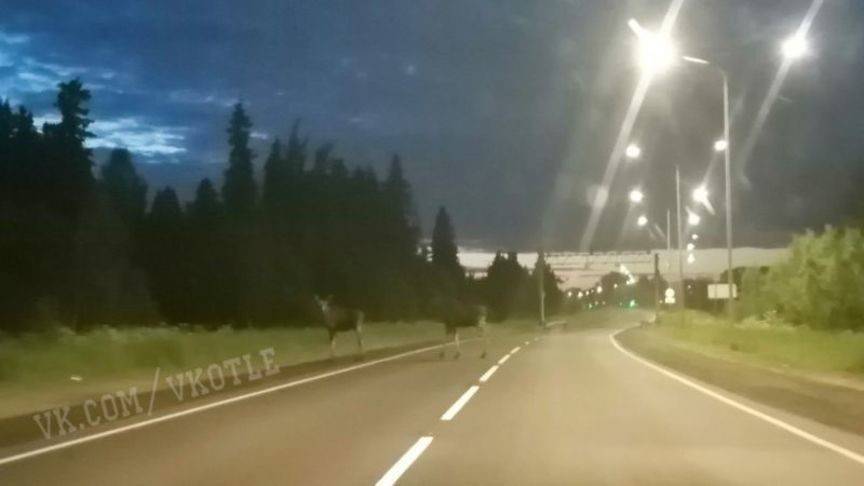Под Котельничем на трассе заметили пару лосей - 1istochnik.ru - Кировская обл.
