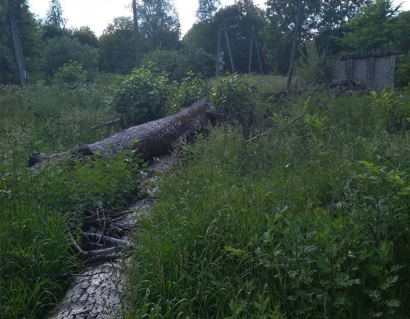 В Смоленской области спилы деревьев врастают в землю - readovka.ru - Смоленская обл.