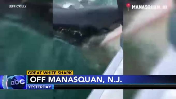 Видео: в США рыбаки едва не поймали пятиметровую белую акулу - piter.tv - США - шт.Нью-Джерси
