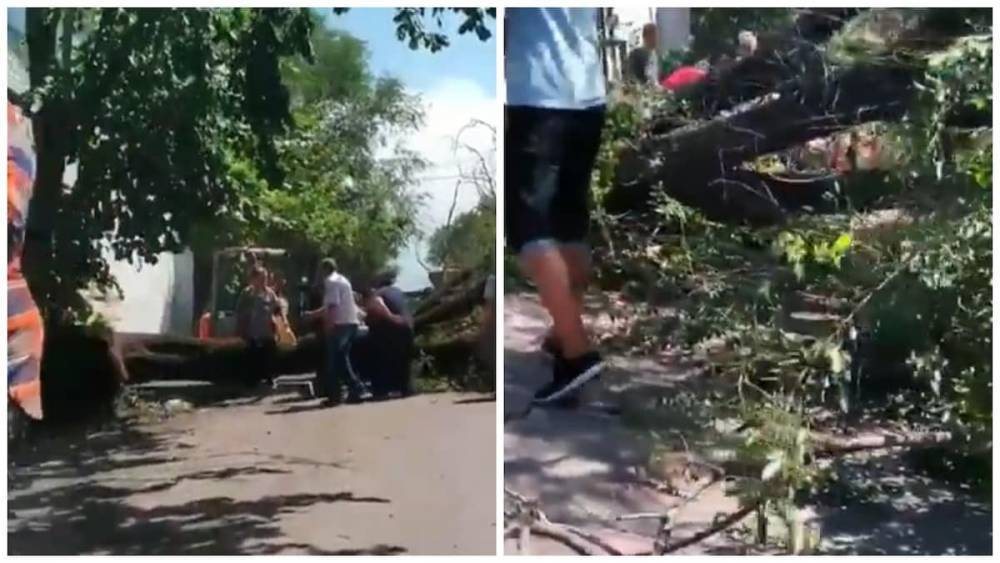 Женщину с пятью детьми придавило деревом в Алматы: есть пострадавшие (видео) - nur.kz - Алма-Ата