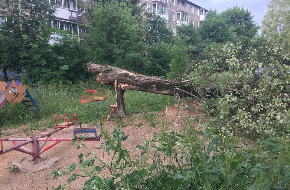 В Смоленске ураганный ветер наломал дров - readovka.ru - Смоленск