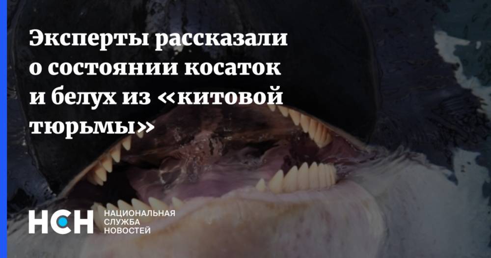 Владимир Путин - Эксперты рассказали о состоянии косаток и белух из «китовой тюрьмы» - nsn.fm - Приморье край