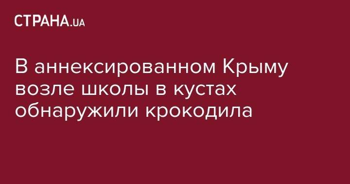 В аннексированном Крыму возле школы в кустах обнаружили крокодила - strana.ua - Австралия - Симферополь