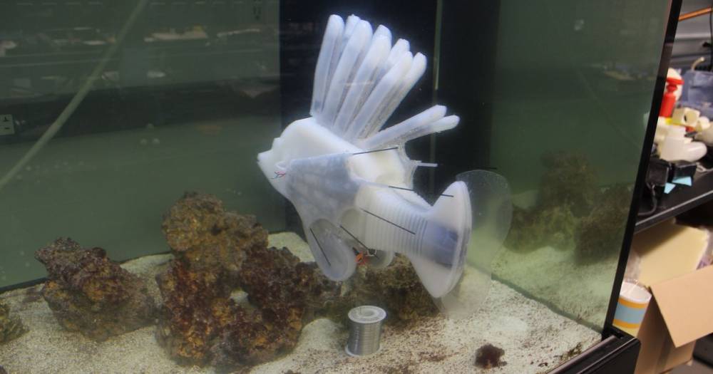 Создан робот-рыба с&nbsp;собственной кровеносной системой - popmech.ru - Будущее