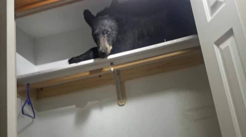 Кто ходит в гости по утрам: черный медведь зашел в дом и прилег отдохнуть в шкафу - usa.one - США - штат Монтана