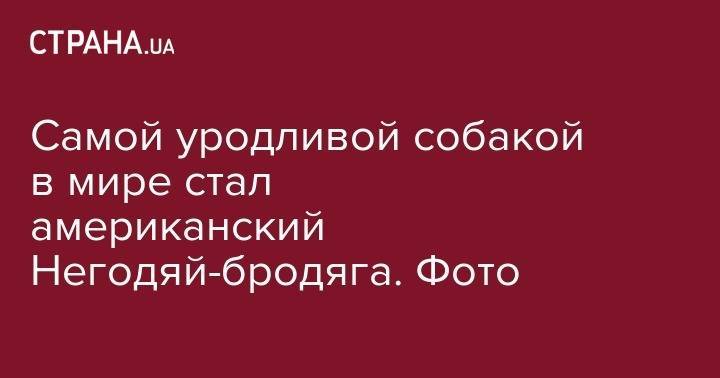Самой уродливой собакой в мире стал американский Негодяй-бродяга. Фото - strana.ua - New York - Лос-Анджелес - USA - шт. Калифорния