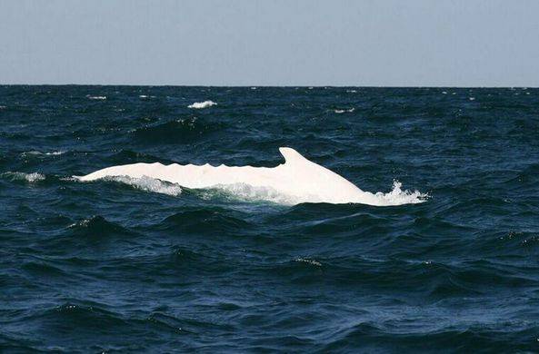 У побережья Австралии замечен редкий кит – альбинос / Моя Планета - moya-planeta.ru - Австралия - Новая Зеландия - Голд-Кост