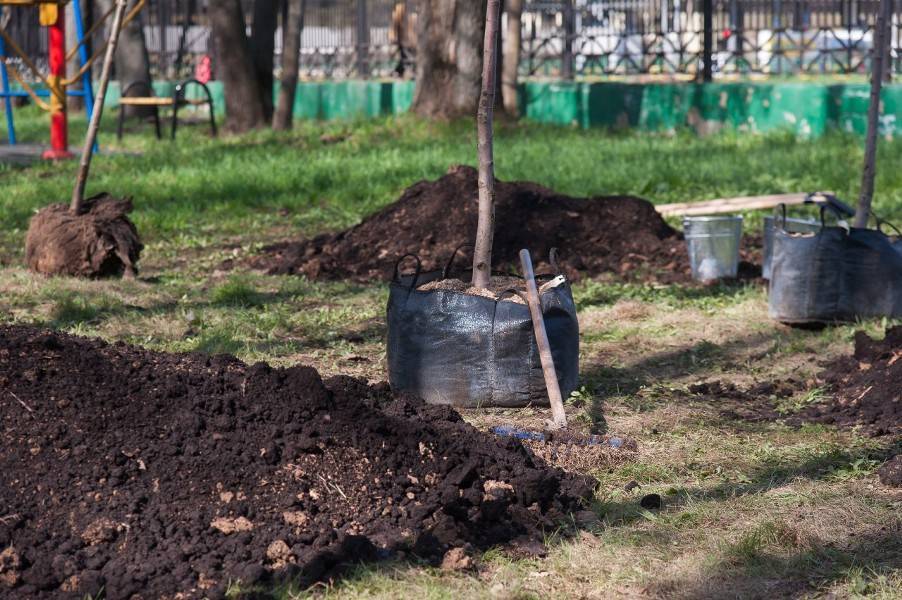 Петр Бирюков - Около 2 тысяч деревьев в честь новорожденных высадят в Москве - m24.ru - Москва - Благоустройство