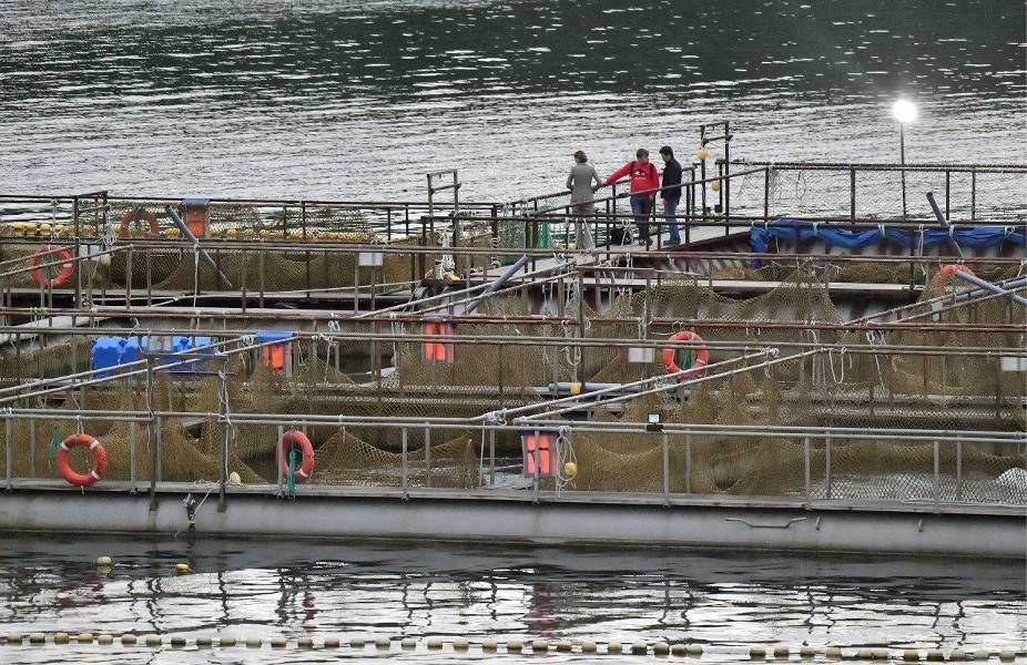Суд оштрафовал отловщиков косаток более чем на 28 млн рублей - m24.ru - Приморье край - Владивосток - Экология