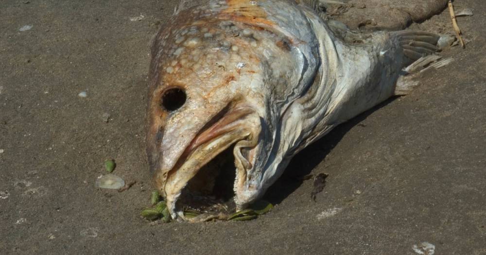 Пестициды в&nbsp;Мировом океане: стоит ли бояться есть рыбу - popmech.ru - Россия