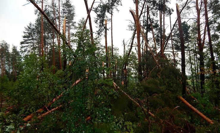 Деревья вырывало с корнем, некоторые переломило пополам. Чечерский район накрыла буря - gomel.today - район Чечерский