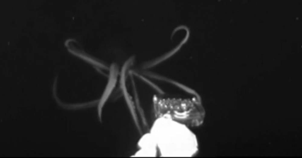 Уникальные кадры охоты гигантского кальмара: кошмар из&nbsp;глубин - popmech.ru - США