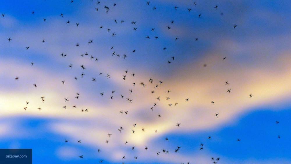 Ученые рассказали, как «охотятся» комары - newinform.com - Голландия