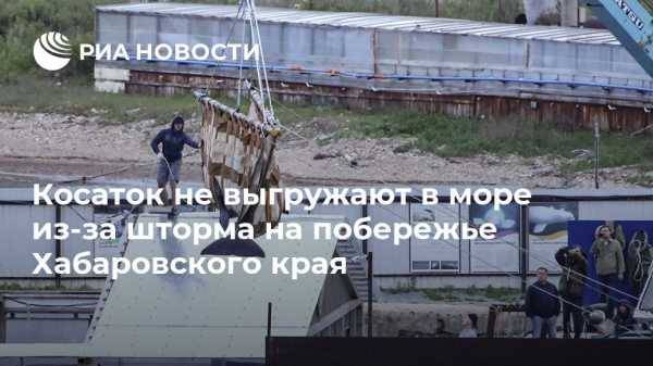 Косаток не выгружают в море из-за шторма на побережье Хабаровского края - vestirossii.com - Хабаровский край - Приморье край - Хабаровск - район Николаевский