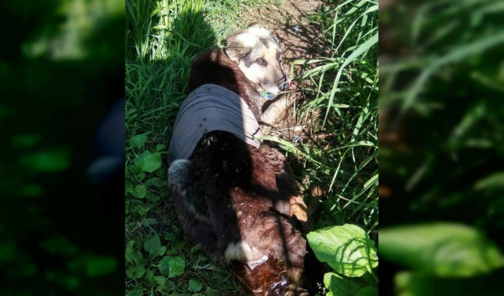 В Вязьме живодёры перебили домашней собаке лапы и посадили в мешок - readovka.ru - Смоленская обл.