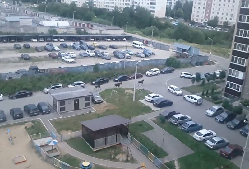 Утренний променад лосей по Смоленску сняли на видео - readovka.ru