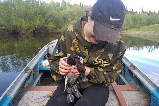 В Удорском районе рыбаки спасли запутавшуюся в сетях утку - bnkomi.ru - респ. Коми
