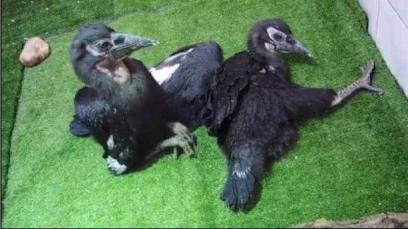 Московский зоопарк показал трех подросших птенцов кафрского ворона - vm.ru